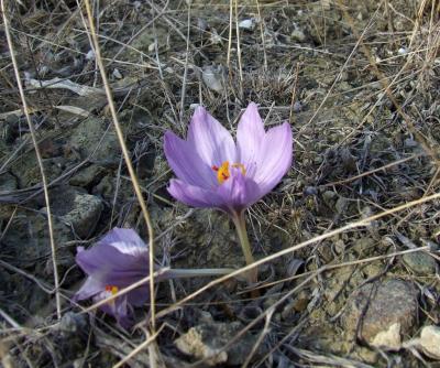 Прикрепленное изображение: DSCF6115.jpg